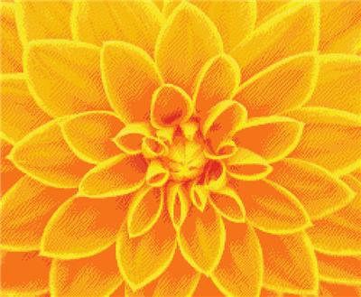 (image for) Yellow Dahlia